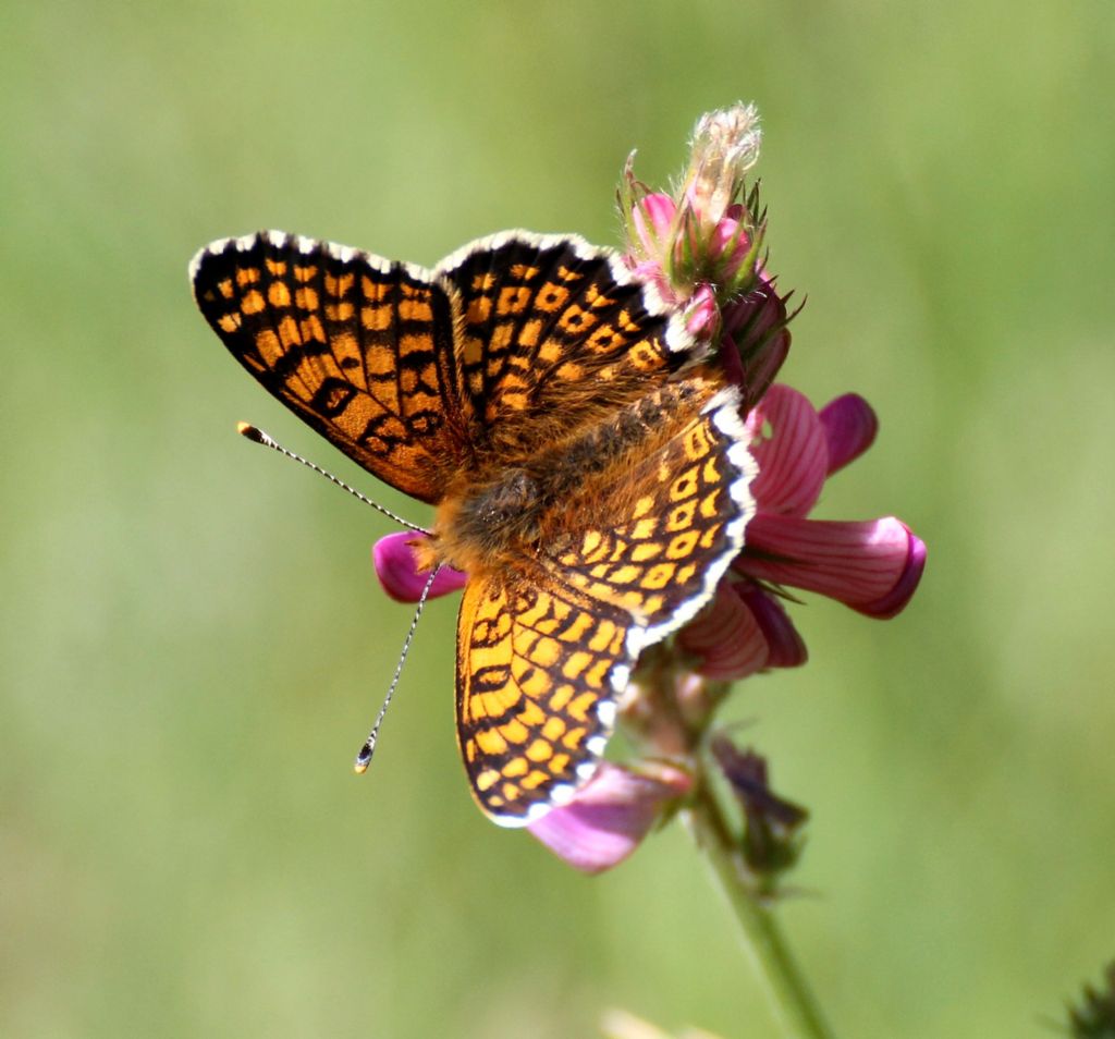 Mi sembra una Melitaea cinxia. S